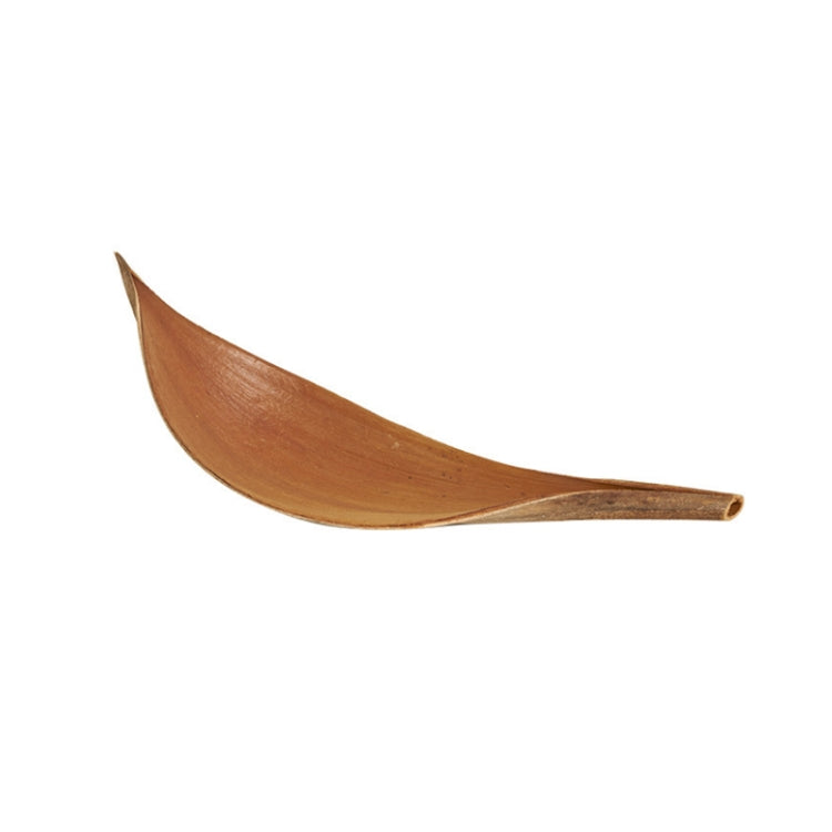 Natural Cocoa Leaves Plant Props for Photography and Home Decor